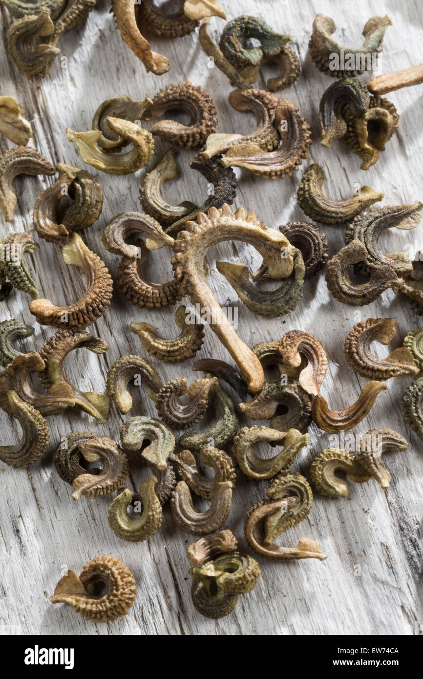 Pot Marigold Seeds