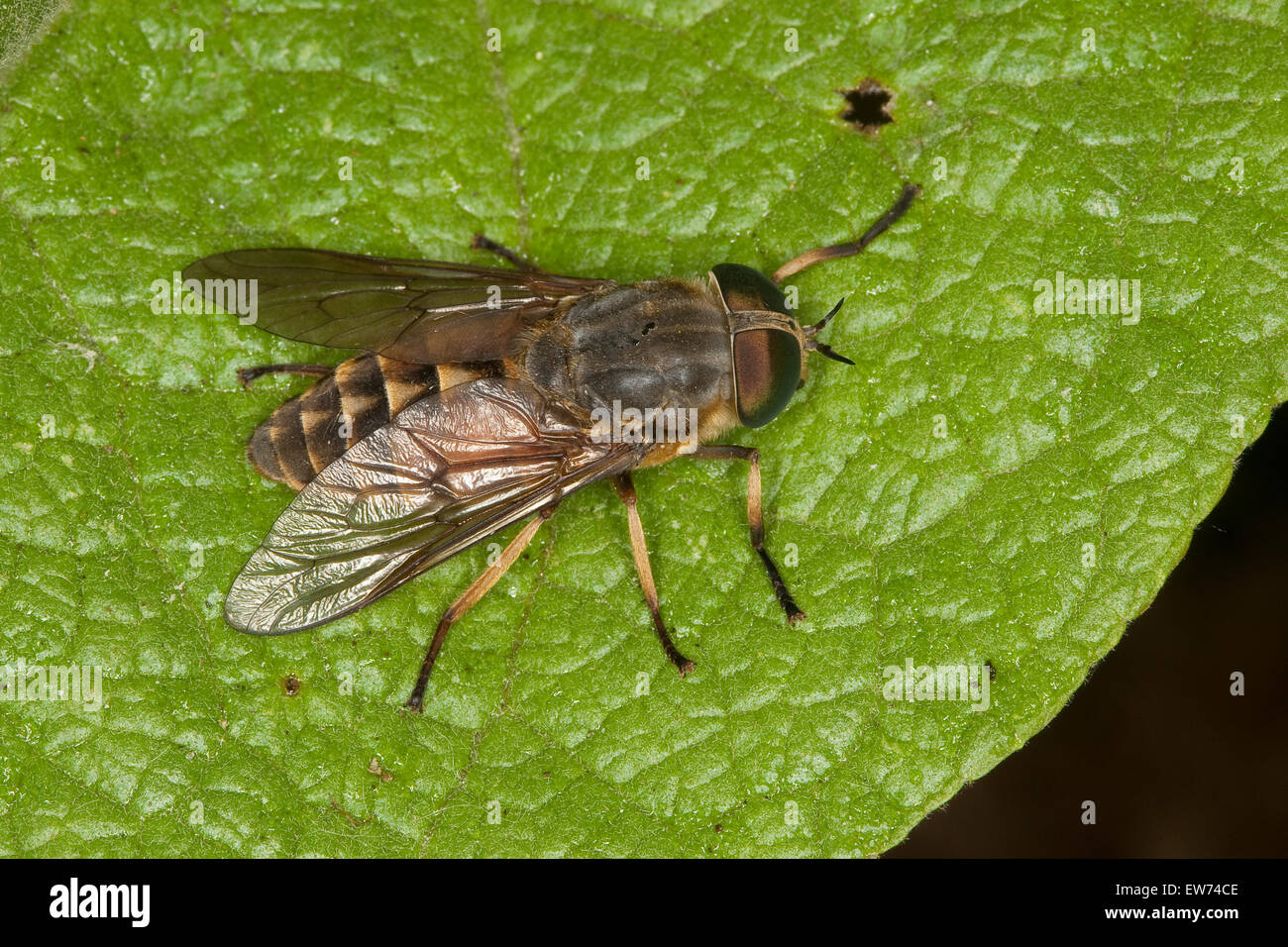 Bremse Makro Insekt Stock Photo