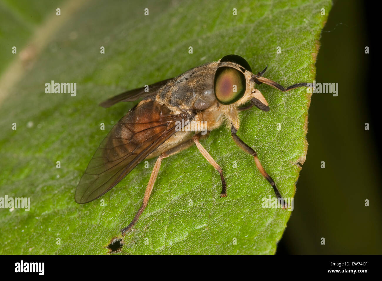 Large horsefly, Rinder-Bremse, Rinderbremse, Bremse, Bremsen, Tabanus bovinus Stock Photo