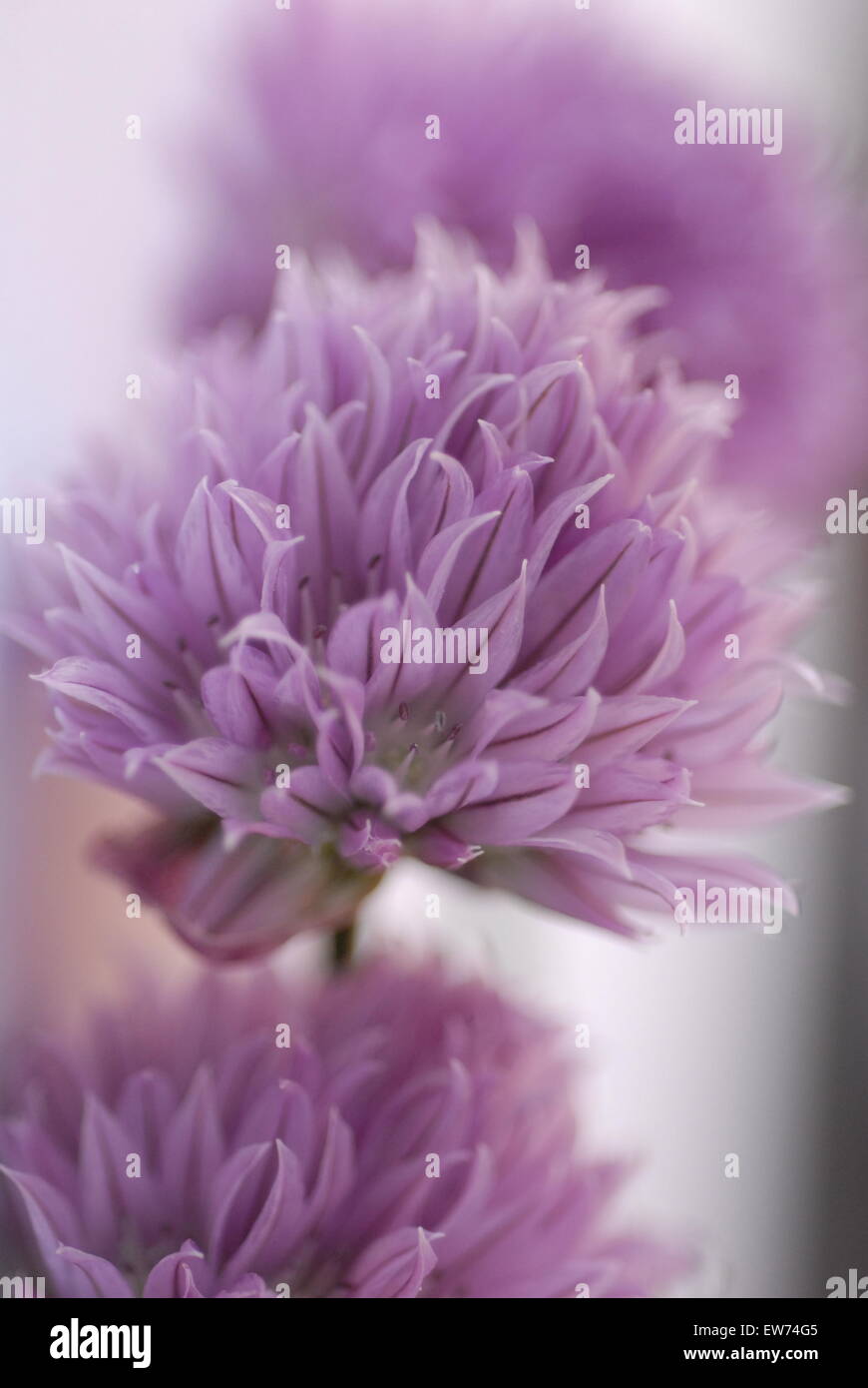Chive family hi-res stock photography and images - Alamy