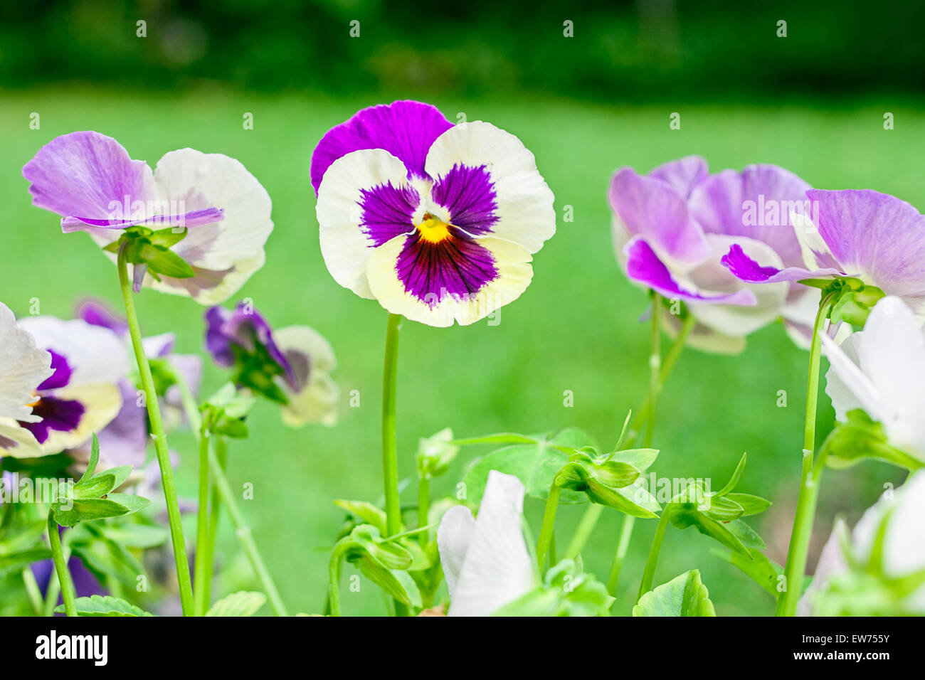 Monkey face flower hires stock photography and images Alamy
