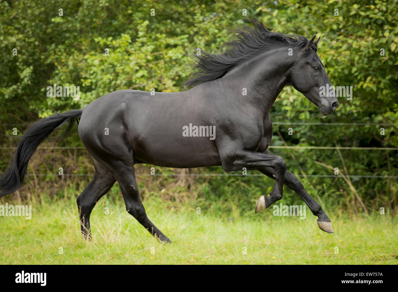 Spanish stallion, Pura Raza Espanola or PRE, black, galloping Stock Photo