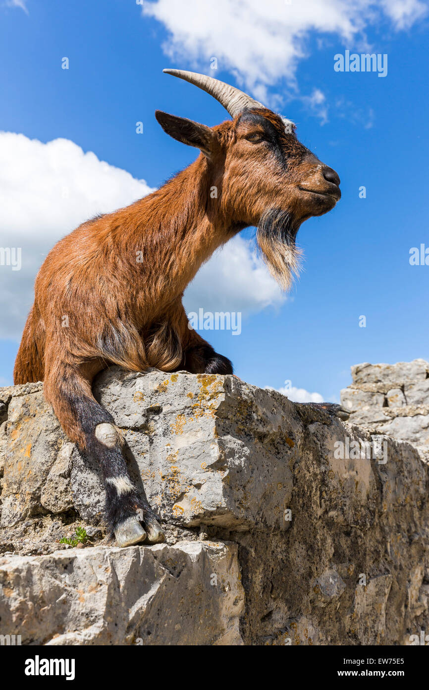 Goat (Capra sp.), Hohenneuffen Castle, Swabian Jura, Baden-Württemberg ...