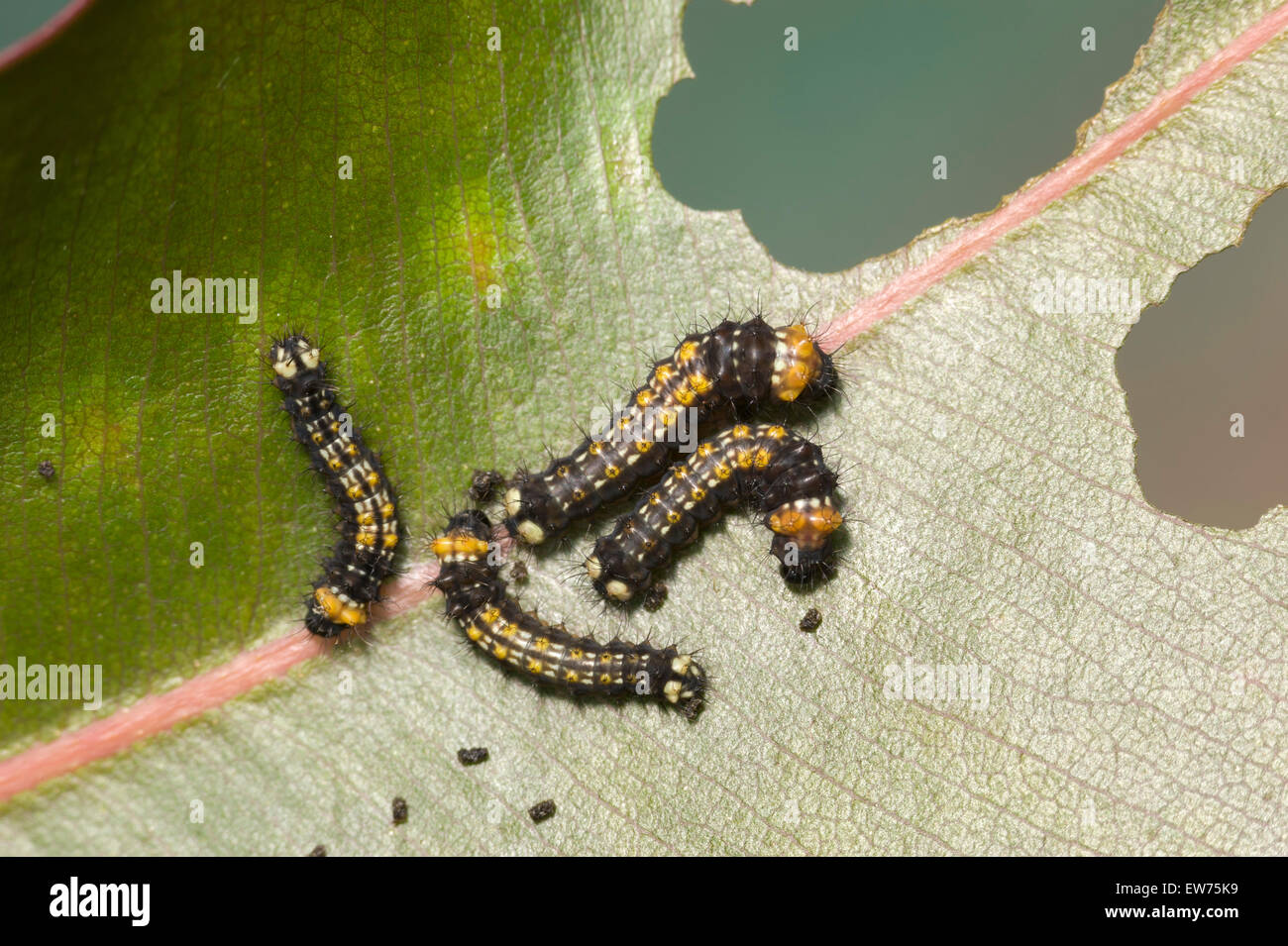 Young Emperor gum moth caterpillars Stock Photo Alamy