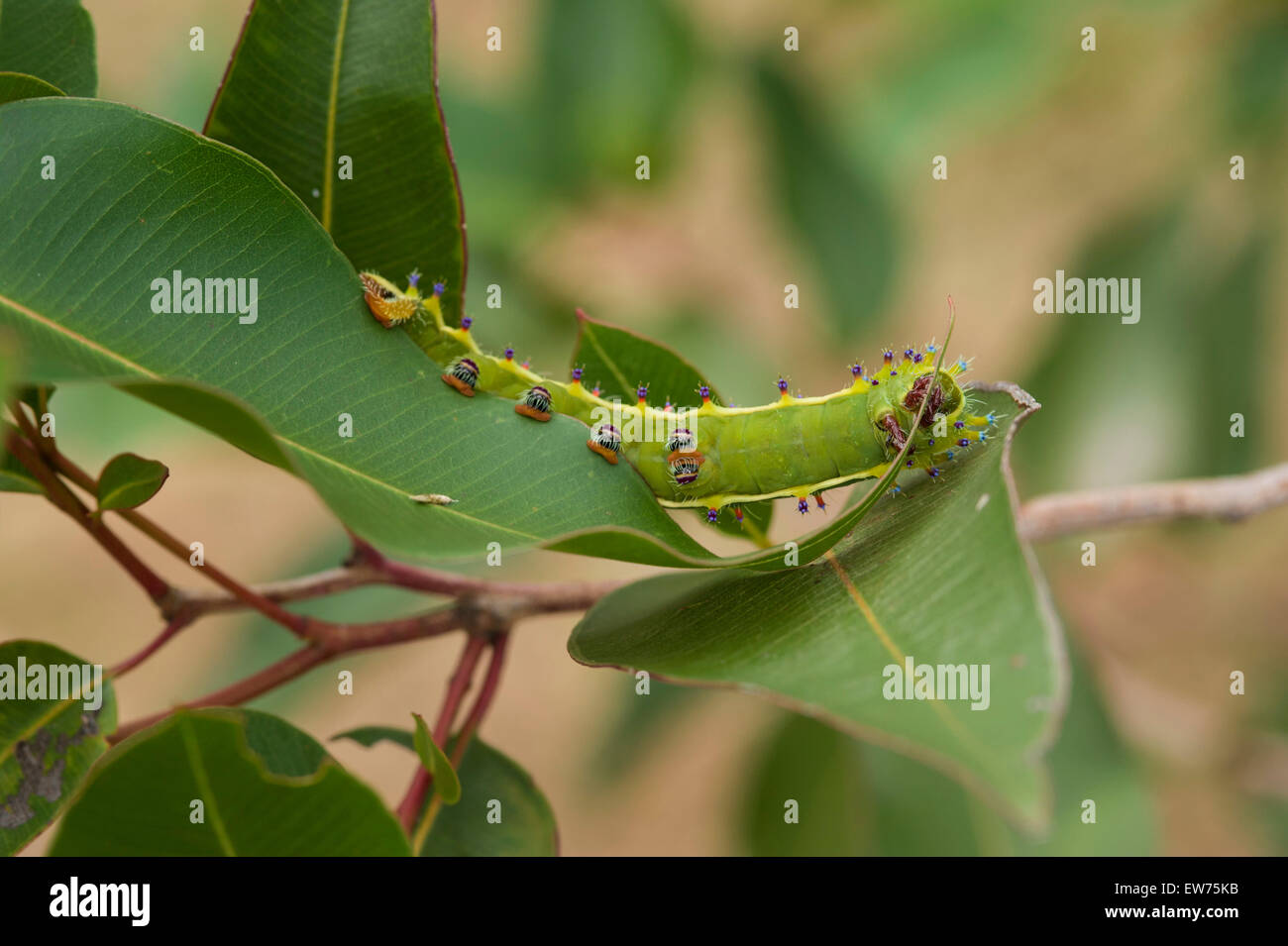 Emperor gum moth caterpillar feeding on gum tree Stock Photo