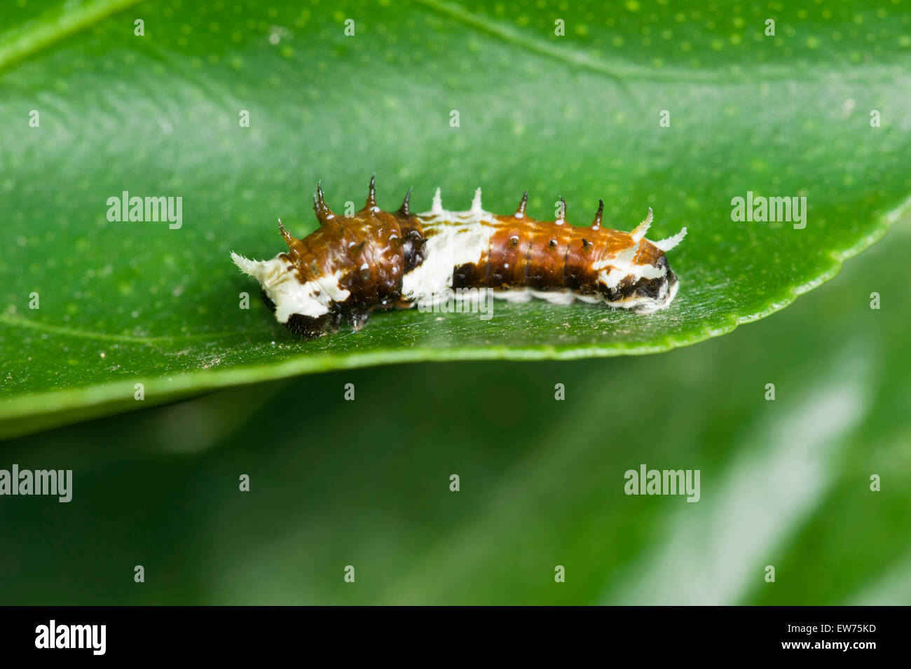 Orchard swallowtail caterpillar resembling bird dropping Stock Photo