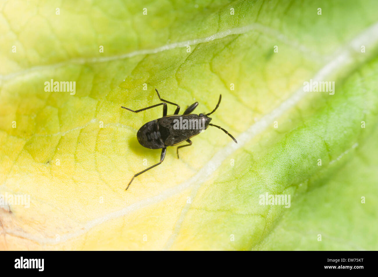 Strawberry bug nymph Stock Photo Alamy