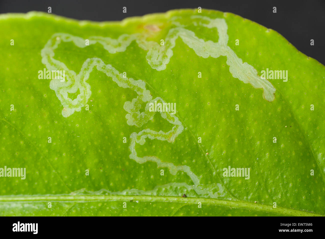 Citrus leafminer trails on citrus leaf Stock Photo