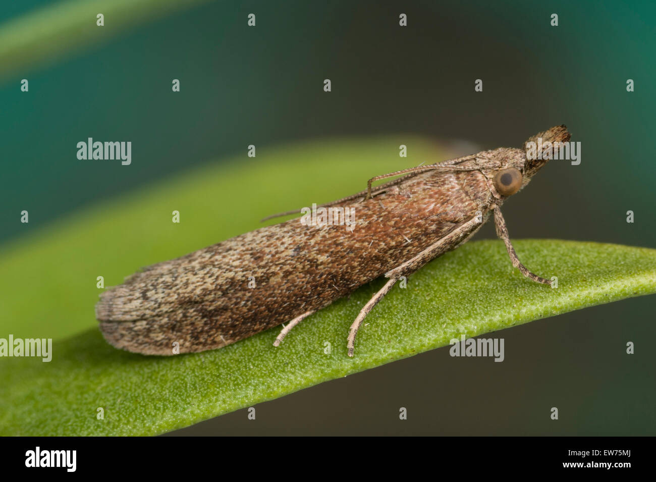 https://c8.alamy.com/comp/EW75MJ/webbing-moth-EW75MJ.jpg