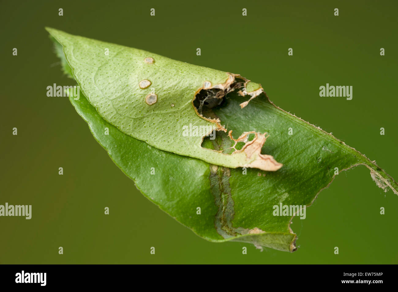 Cumquat leaf rolled and damaged by caterpillar Stock Photo