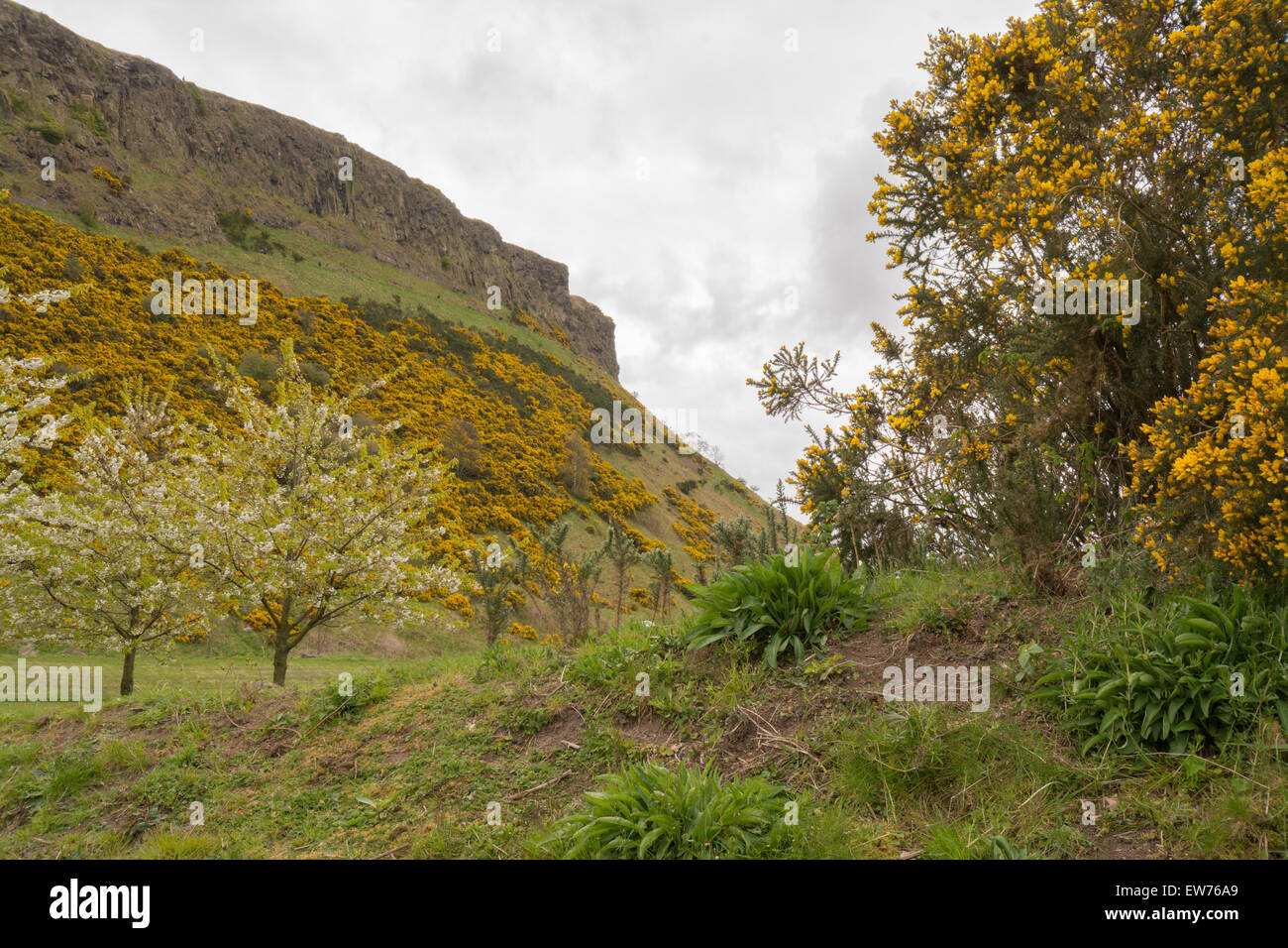 Gorse (Ulex) covering The Salisbury Crags in the middle of Holyrood Park, Edinburgh, Scotland, UK Stock Photo