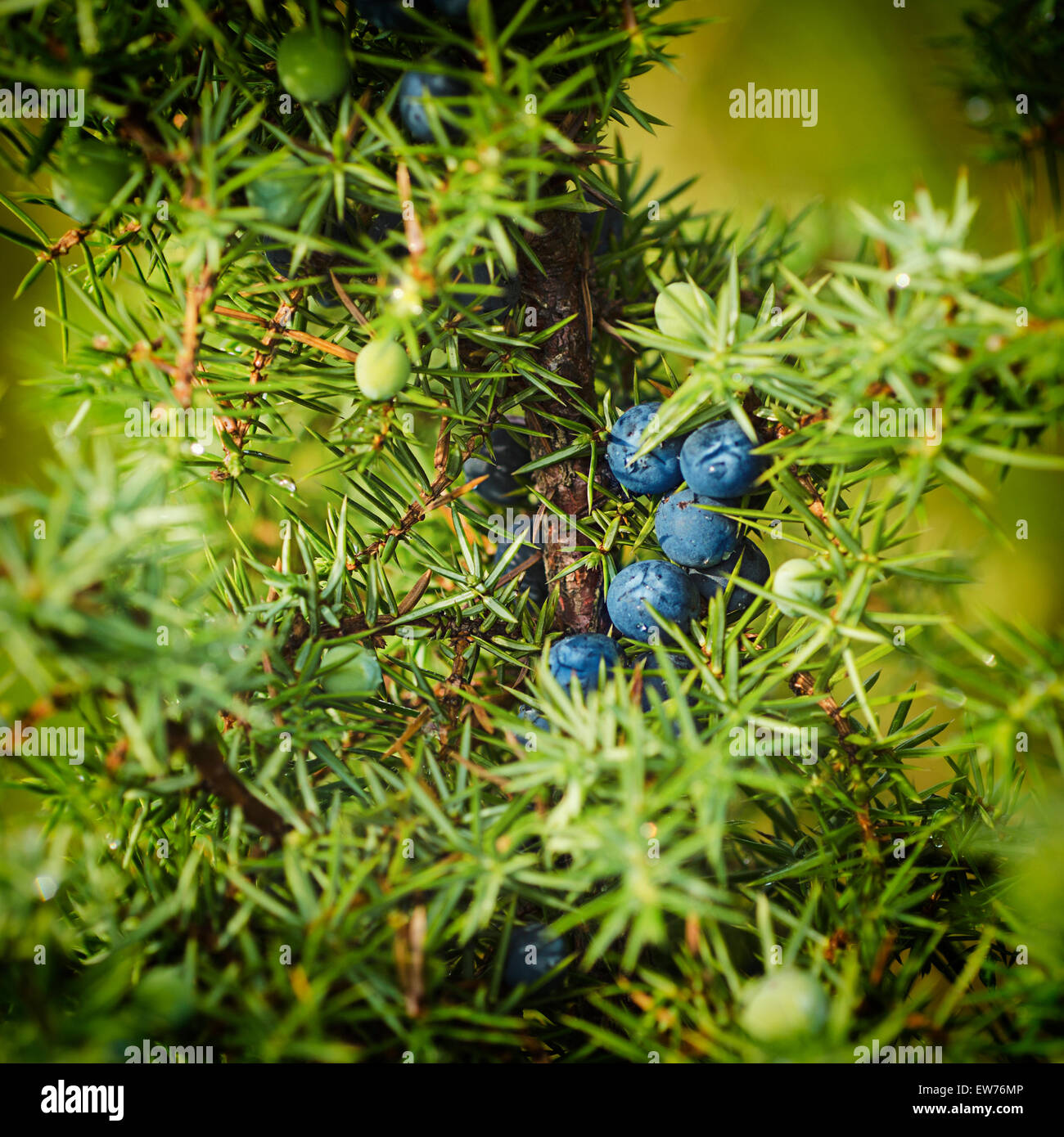 Juniper berries on the tree Stock Photo