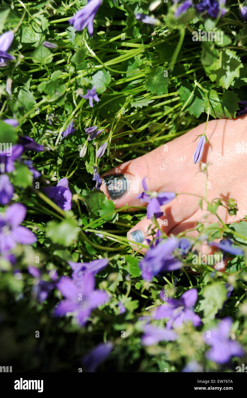 Health and beauty woman with painted glitter toe nails amongst campanula plants in garden Stock Photo
