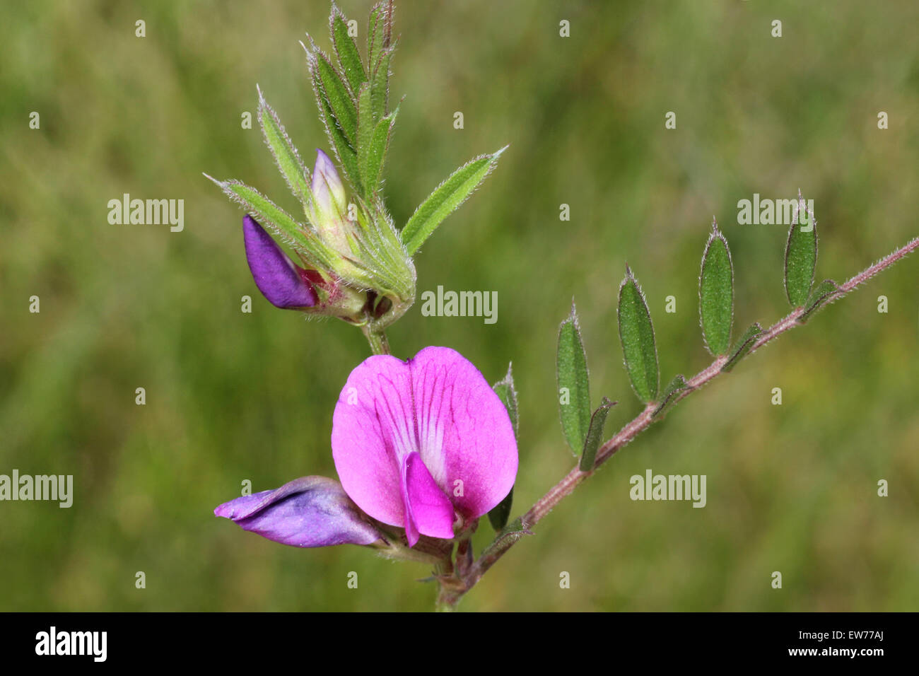 Common Vetch Vicia sativa Stock Photo