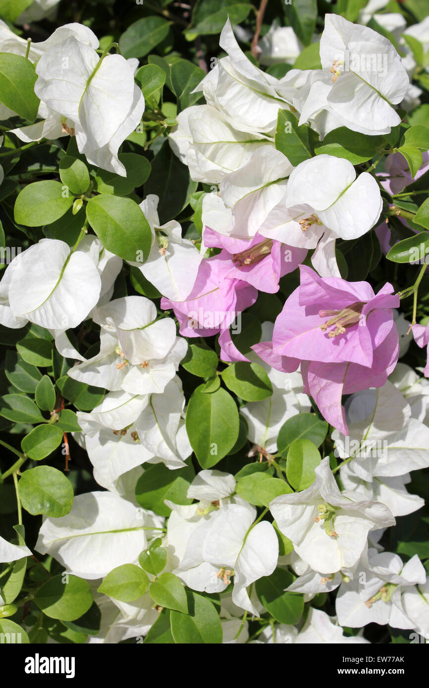 Pink and white bougainvillea hires stock photography and images Alamy