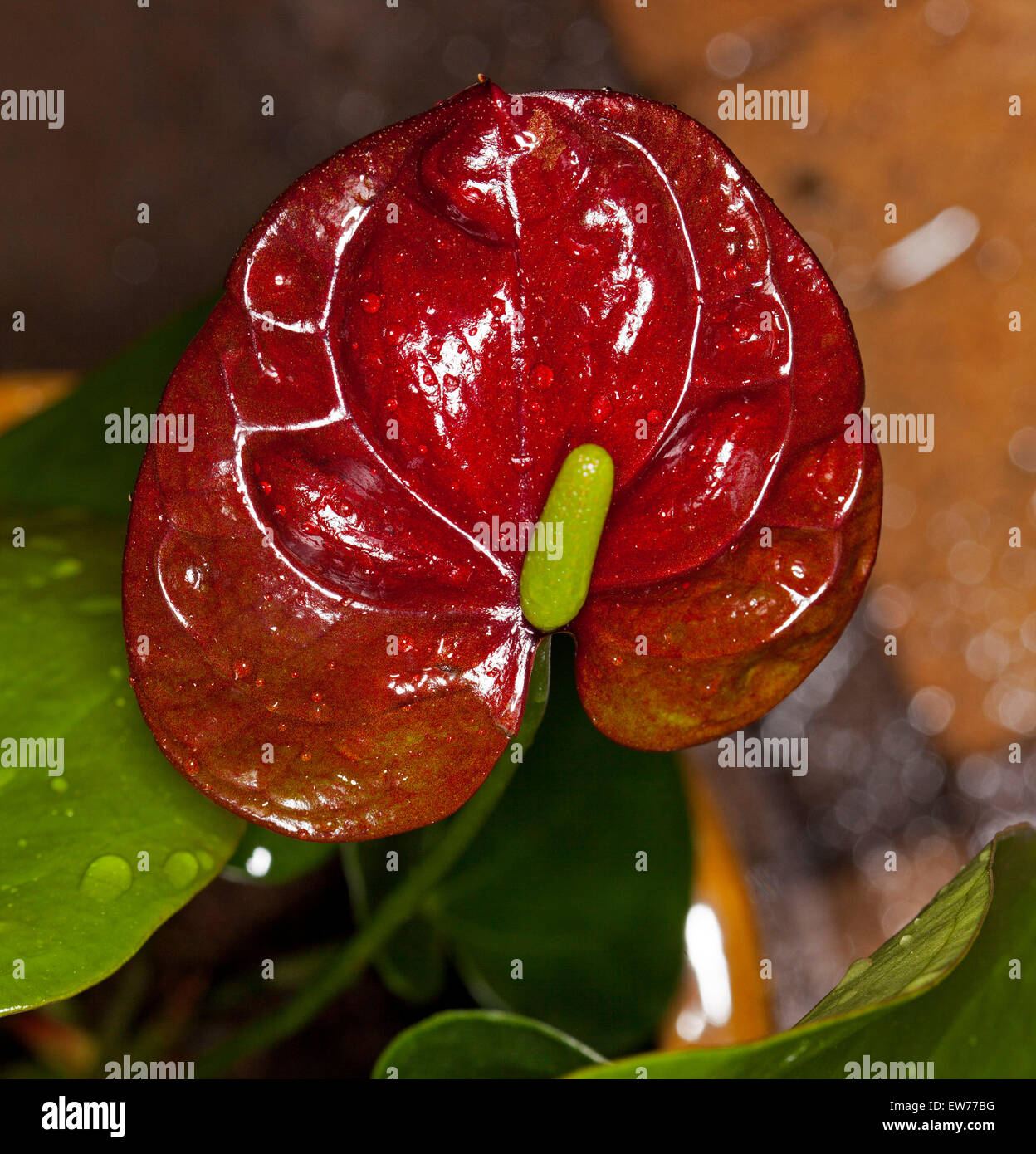 Dark red / brown spathe and green spadix of Anthurium andreanum 'Deco Chocolate'' on background of dark green foliage Stock Photo