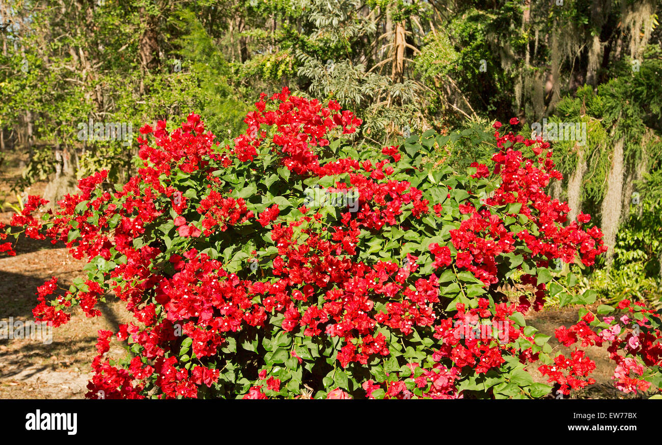 Dwarf Bambino bougainvillea 'Jazzi'  with mass of bright red flowers & emerald green leaves with background of dark garden vegetation Stock Photo