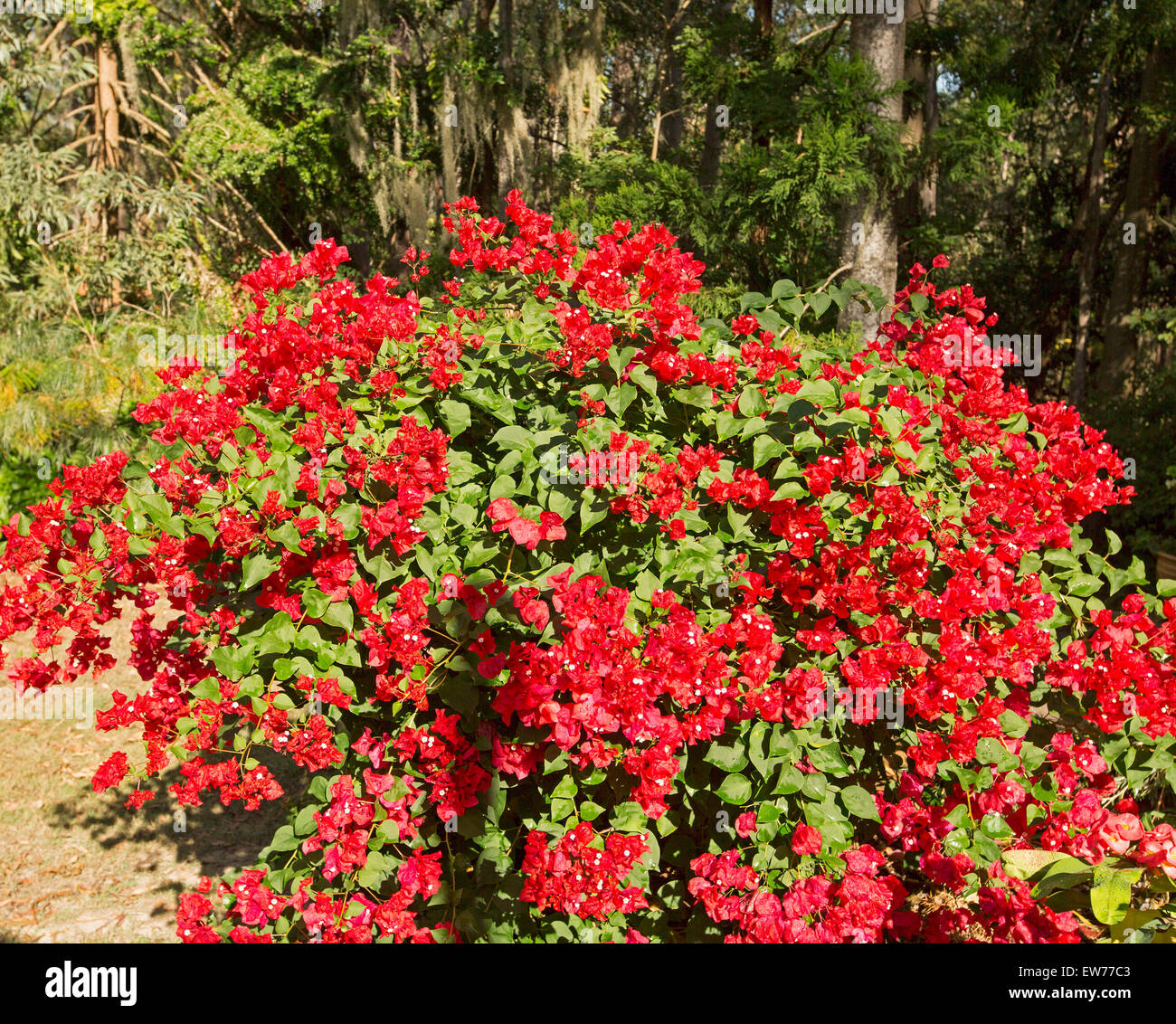 Dwarf Bambino bougainvillea 'Jazzi'  with mass of bright red flowers & emerald green leaves with background of dark garden vegetation Stock Photo