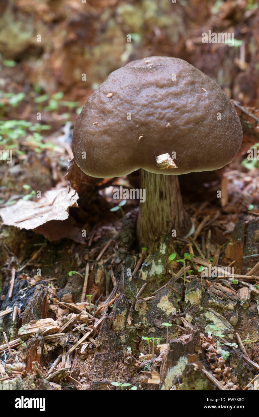 Deer mushroom hires stock photography and images Alamy