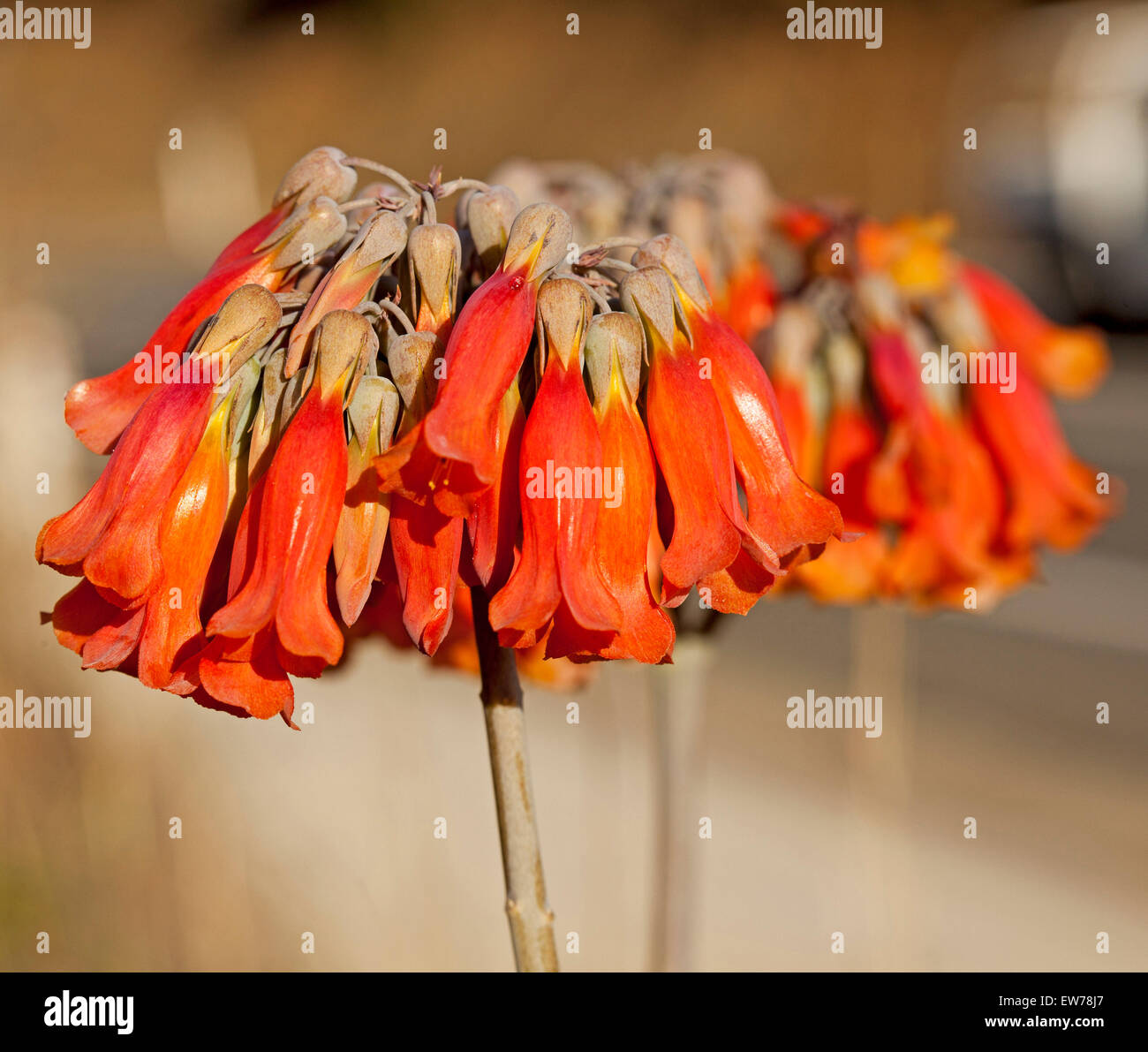 My Image 4