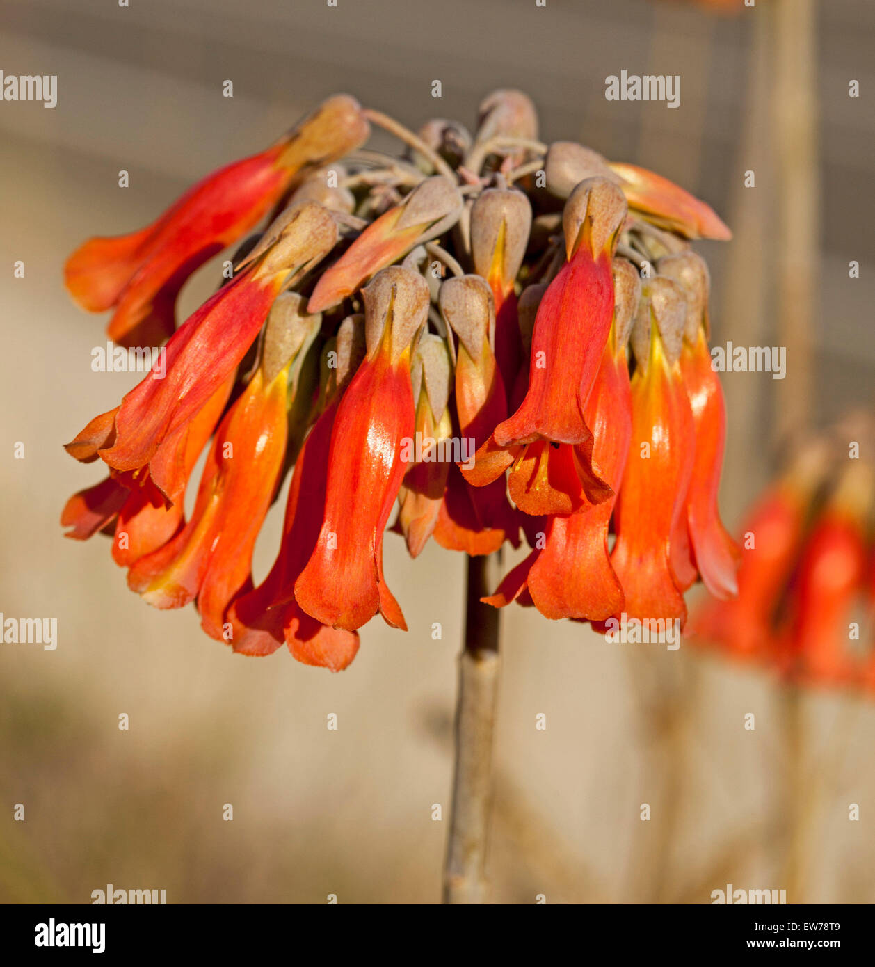 Cluster of beautiful red bell-shaped flowers of Mother of Millions, succulent plant Bryophyllum / Kalanchoe delagoense, a weed species in  Australia Stock Photo