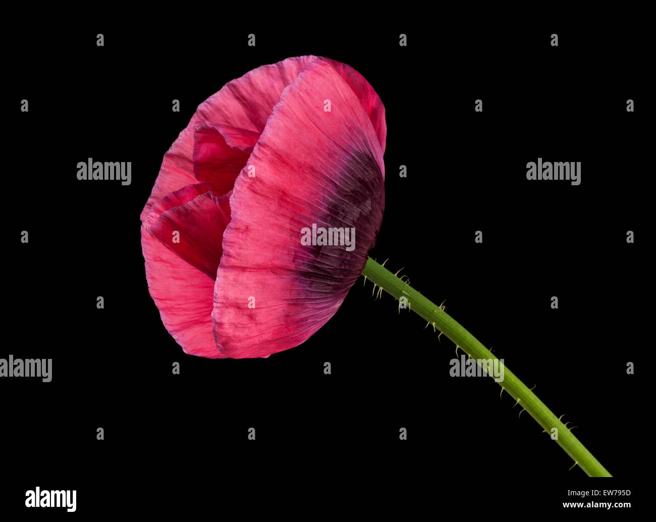 Black opium poppy hi-res stock photography and images - Alamy