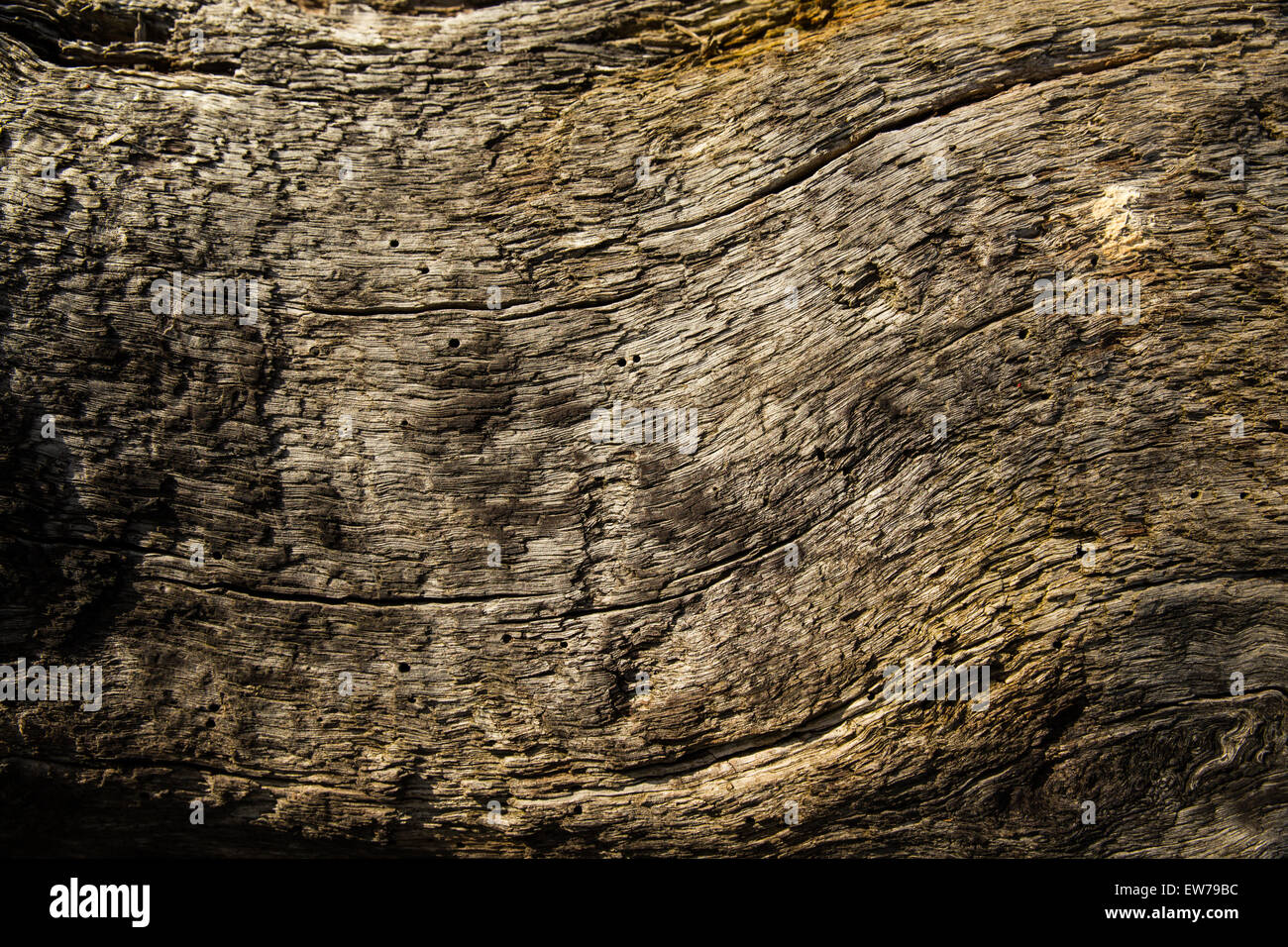Close up of driftwood Stock Photo