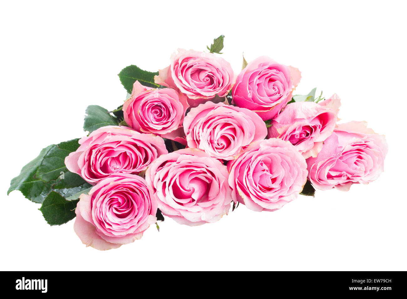 pink rose buds Stock Photo Alamy