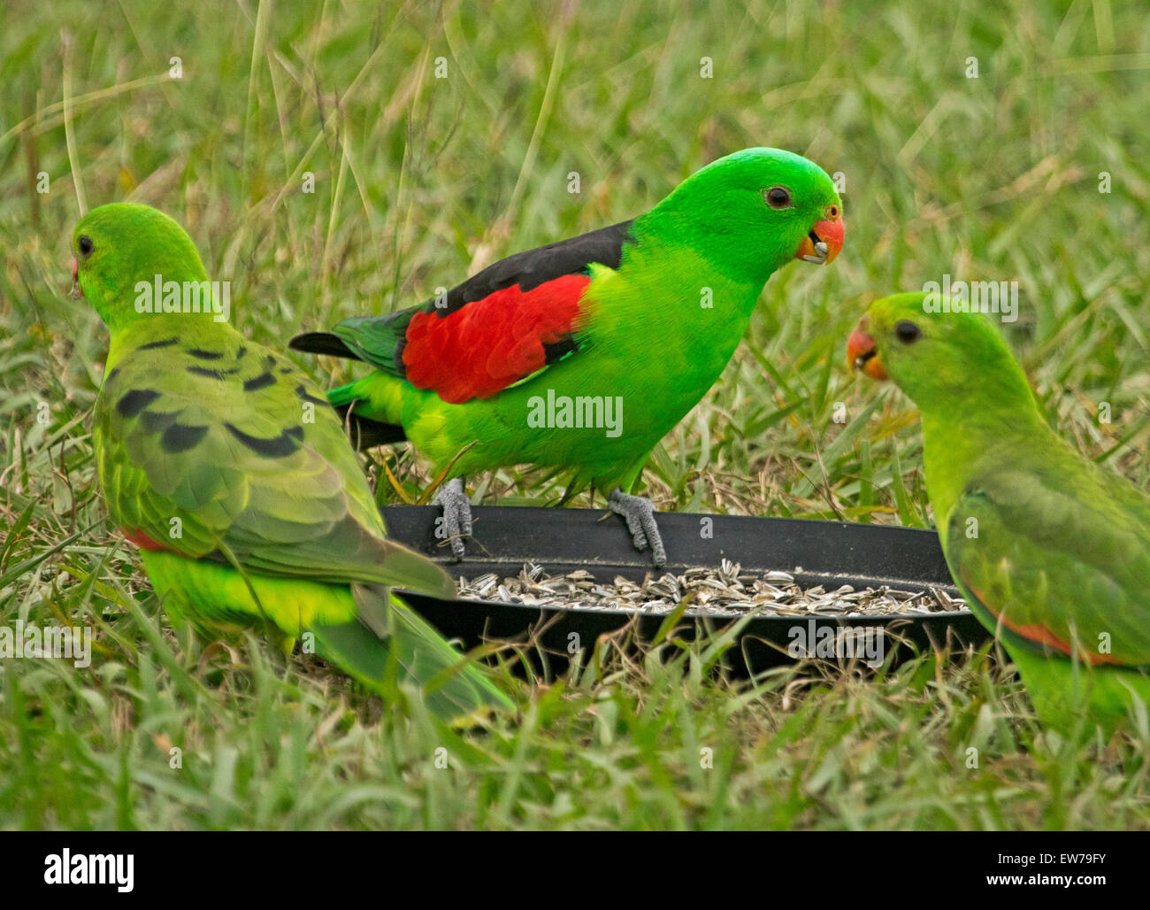 Spectacular male and female red-winged parrots Aprosmictus erythropterus, Australian native birds at bird feeding tray in urban garden Stock Photo