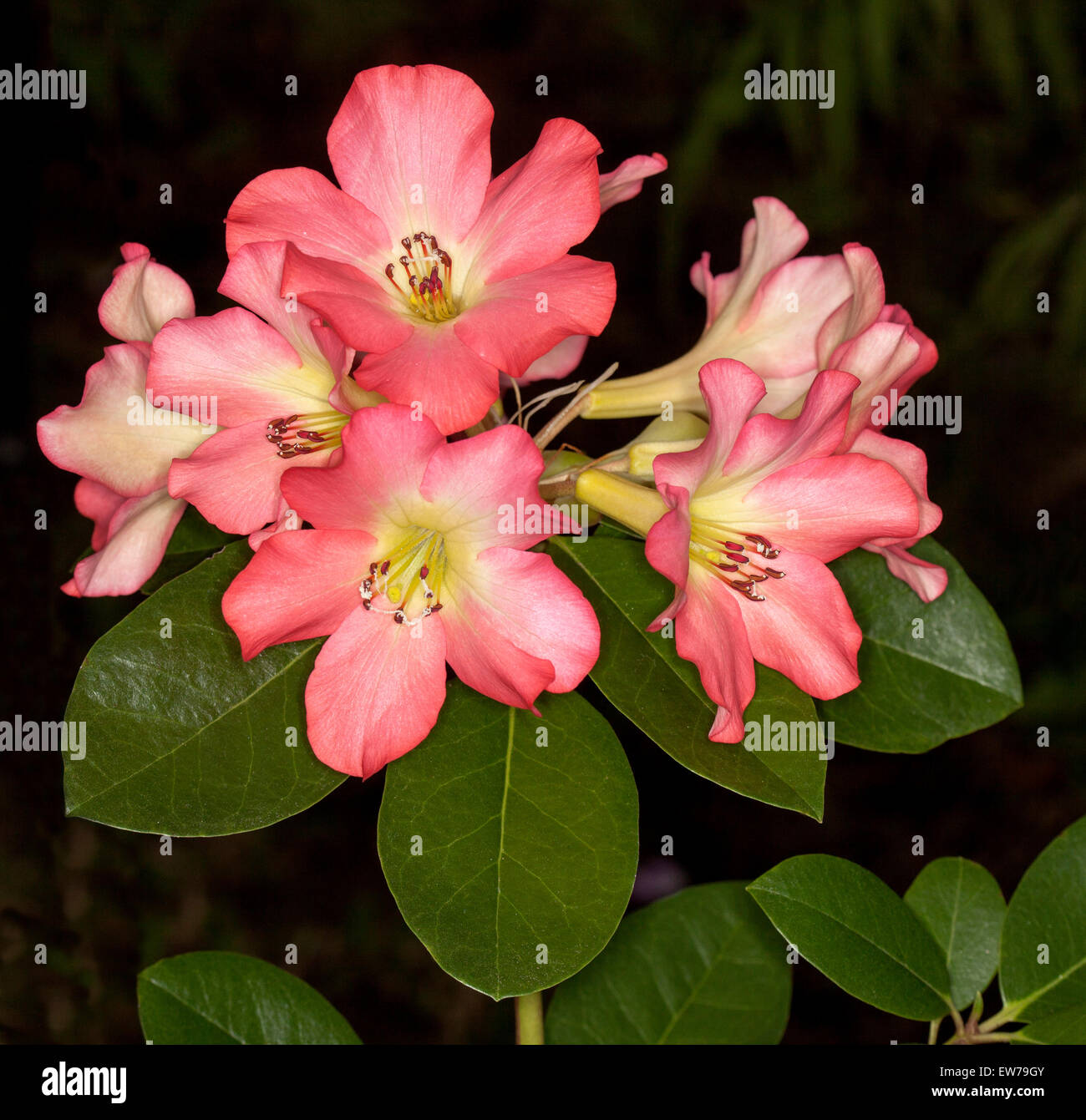 Cluster of spectacular deep pink flowers of tropical vireya rhododendron 'Strawberry Parfait' & dark green leaves on black background Stock Photo