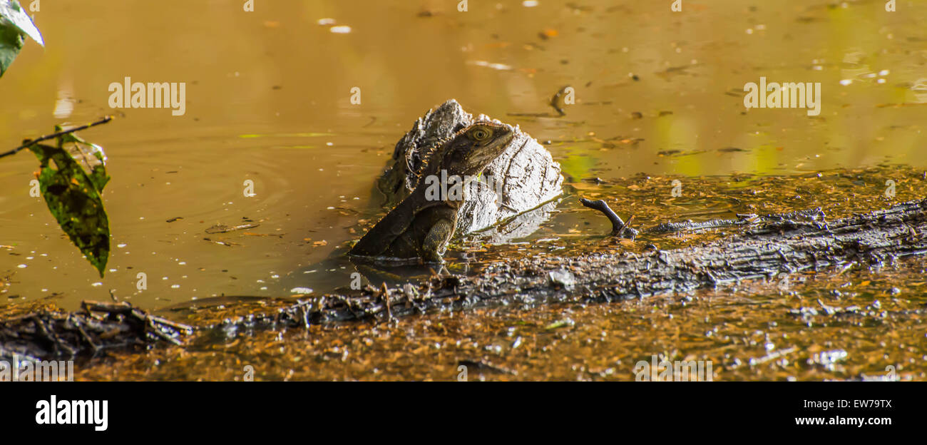 frilled neck lizard in water Stock Photo
