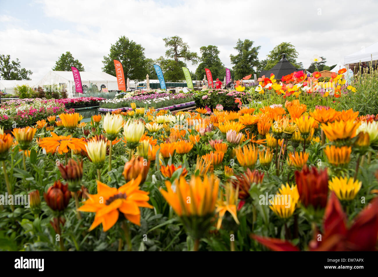 Oxford,Uk 19th June 2015 Mary Berry Opens the Blenheim palace flower show . Credit:  Pete Lusabia/Alamy Live News Stock Photo