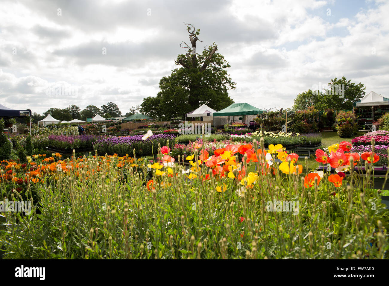 Oxford,Uk 19th June 2015 Mary Berry Opens the Blenheim palace flower show . Credit:  Pete Lusabia/Alamy Live News Stock Photo