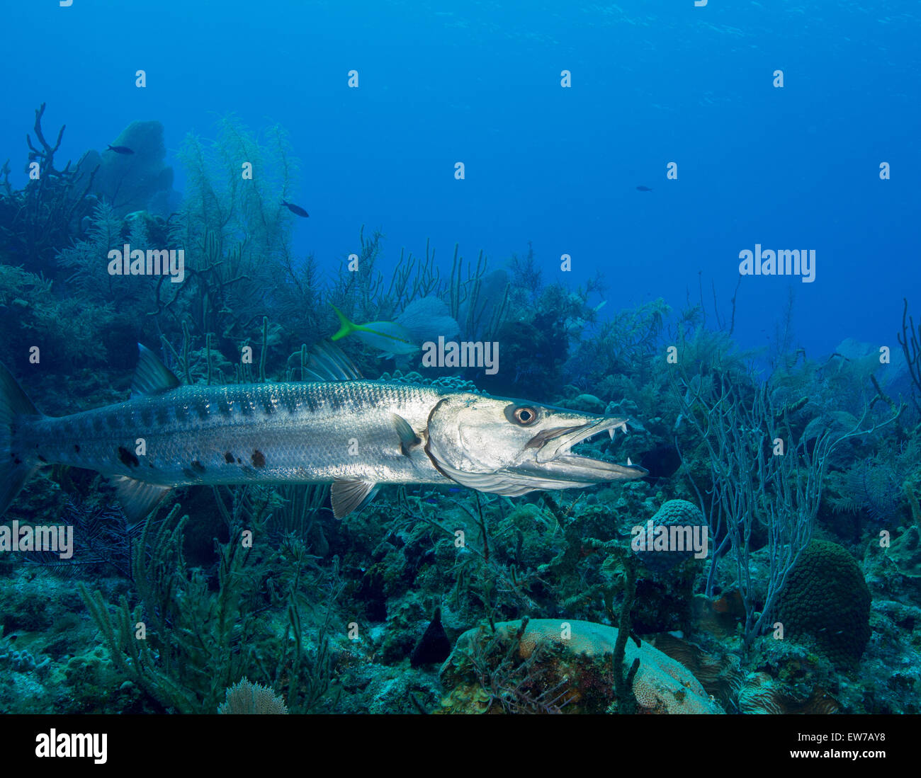 Barracuda with open mouth. Stock Photo