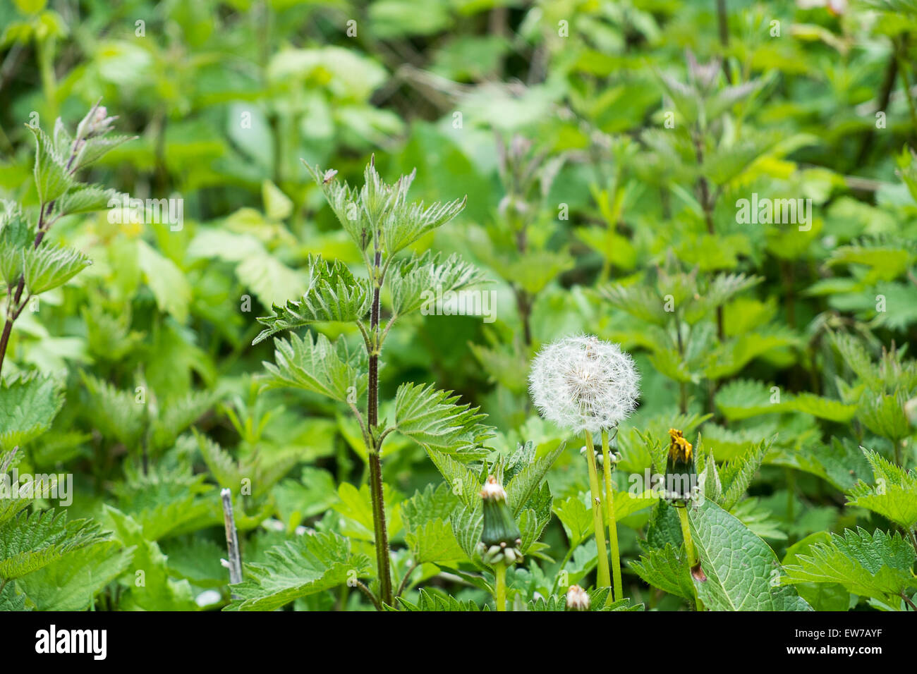 dandelion clock seed head growing wild among nettles Stock Photo