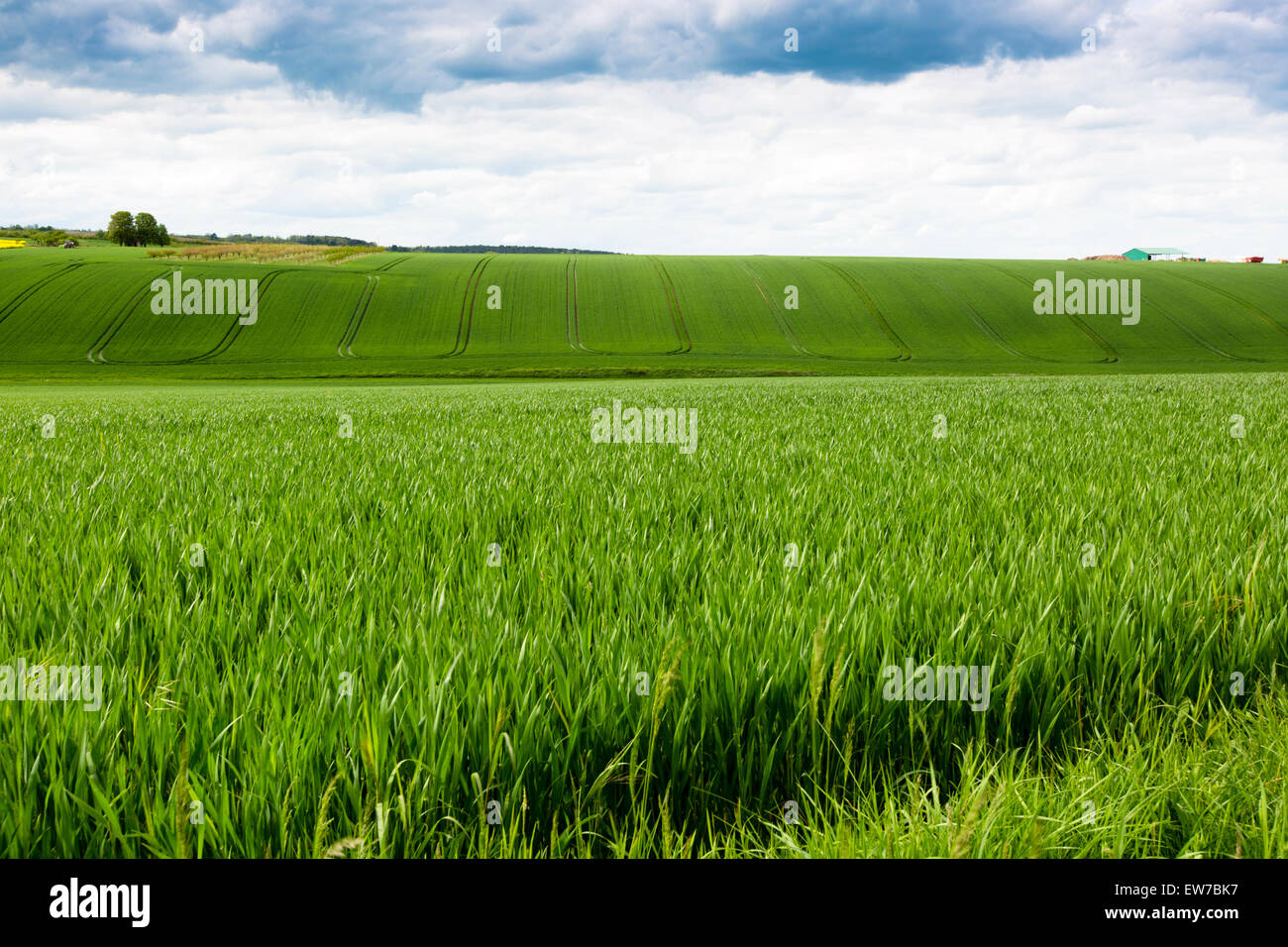 Verdant green fields hi-res stock photography and images - Alamy