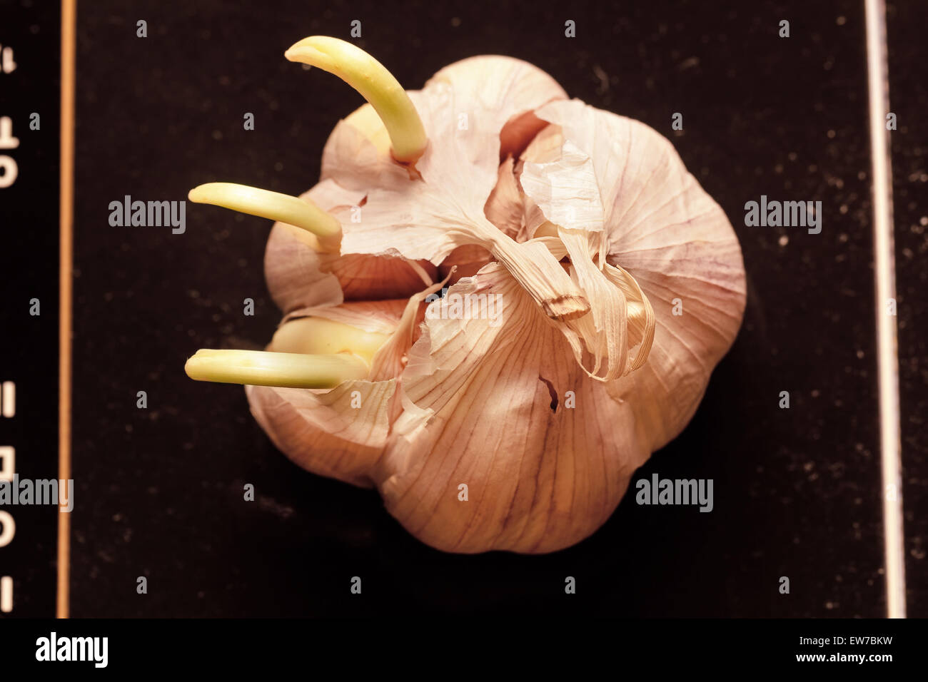 Cute head of garlic sprouts at spring time Stock Photo