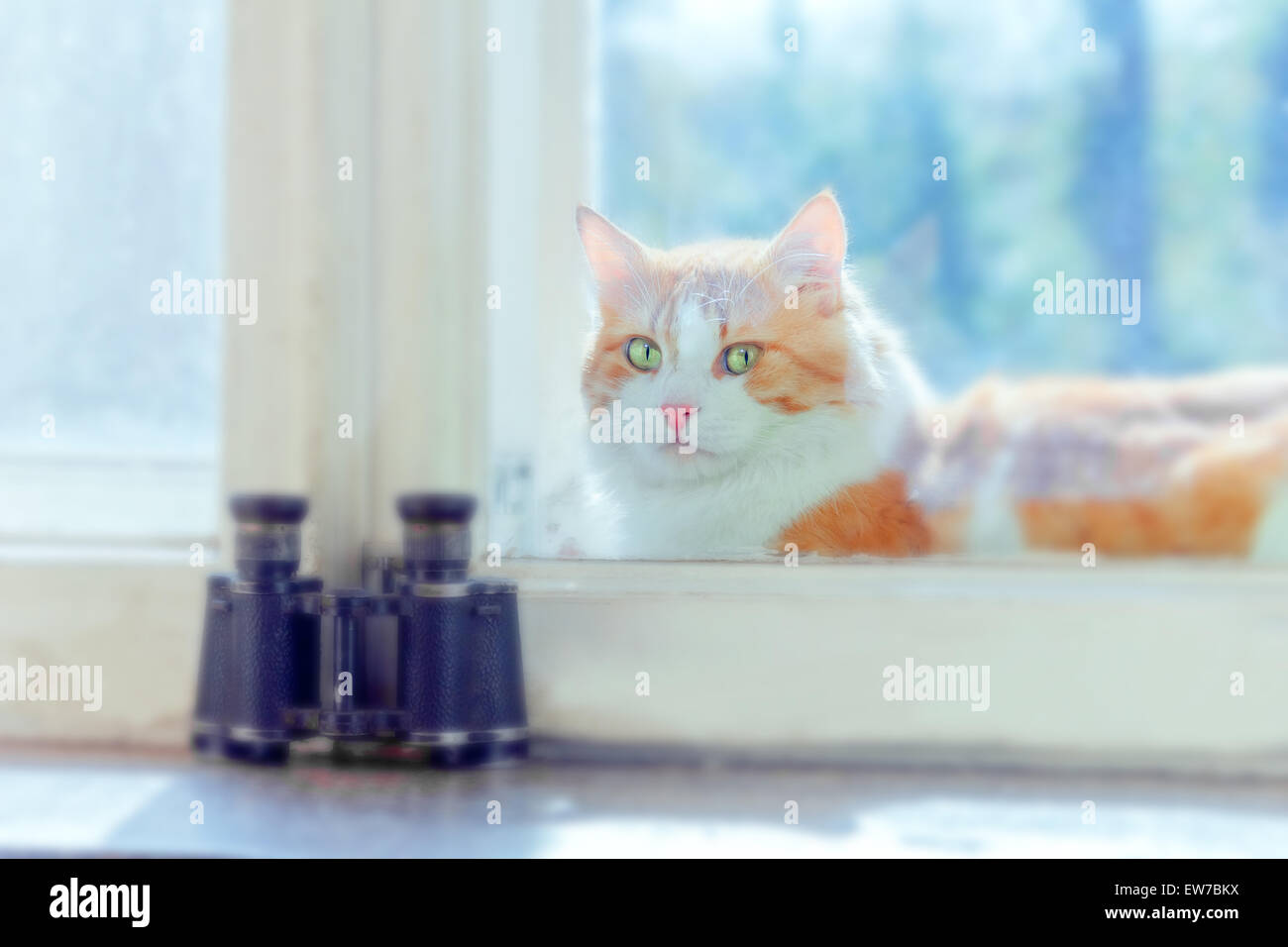 Red cat between window frames and near binoculars at sunny day Stock Photo