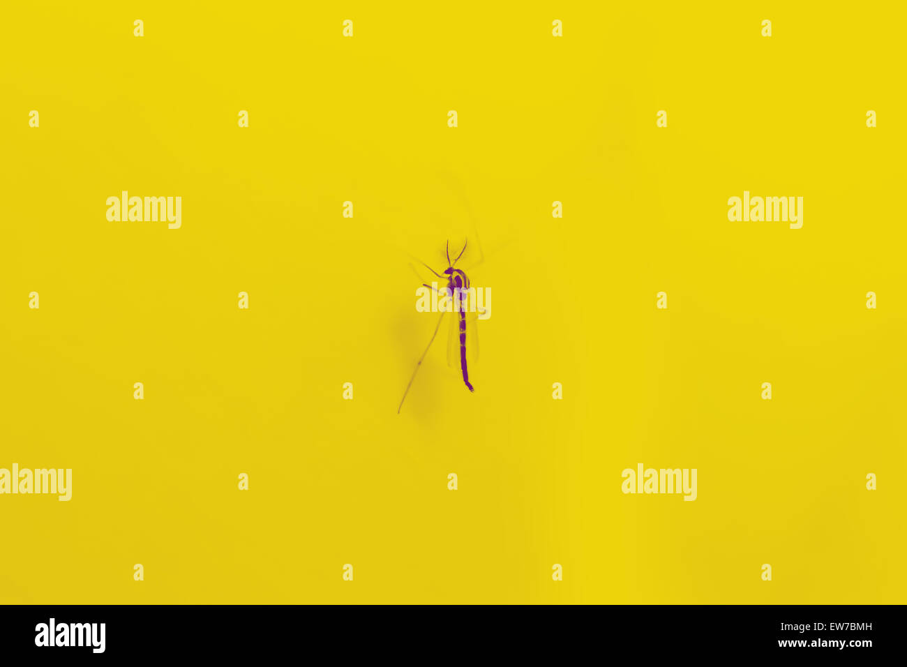 Large mosquito on yellow background like fantasy Stock Photo
