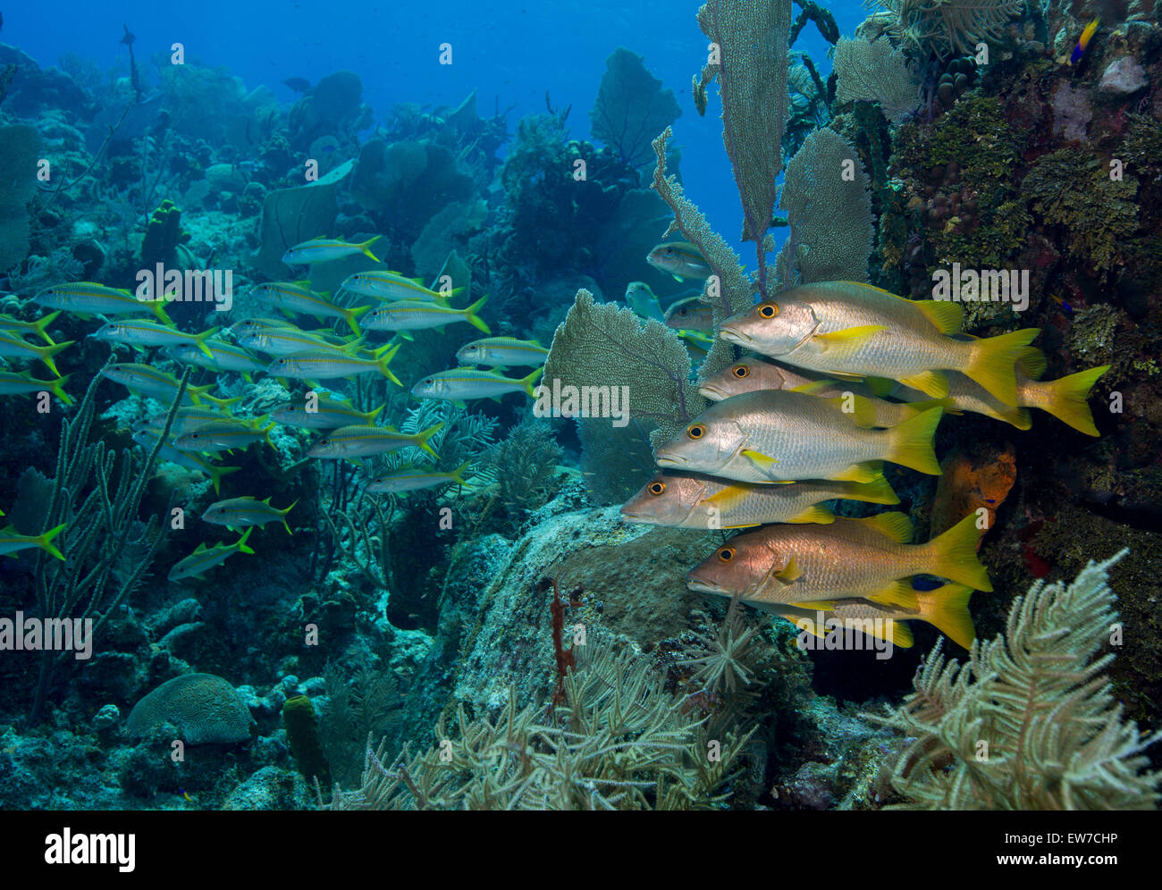 Little cayman, cayman islands, west indies hi-res stock photography and