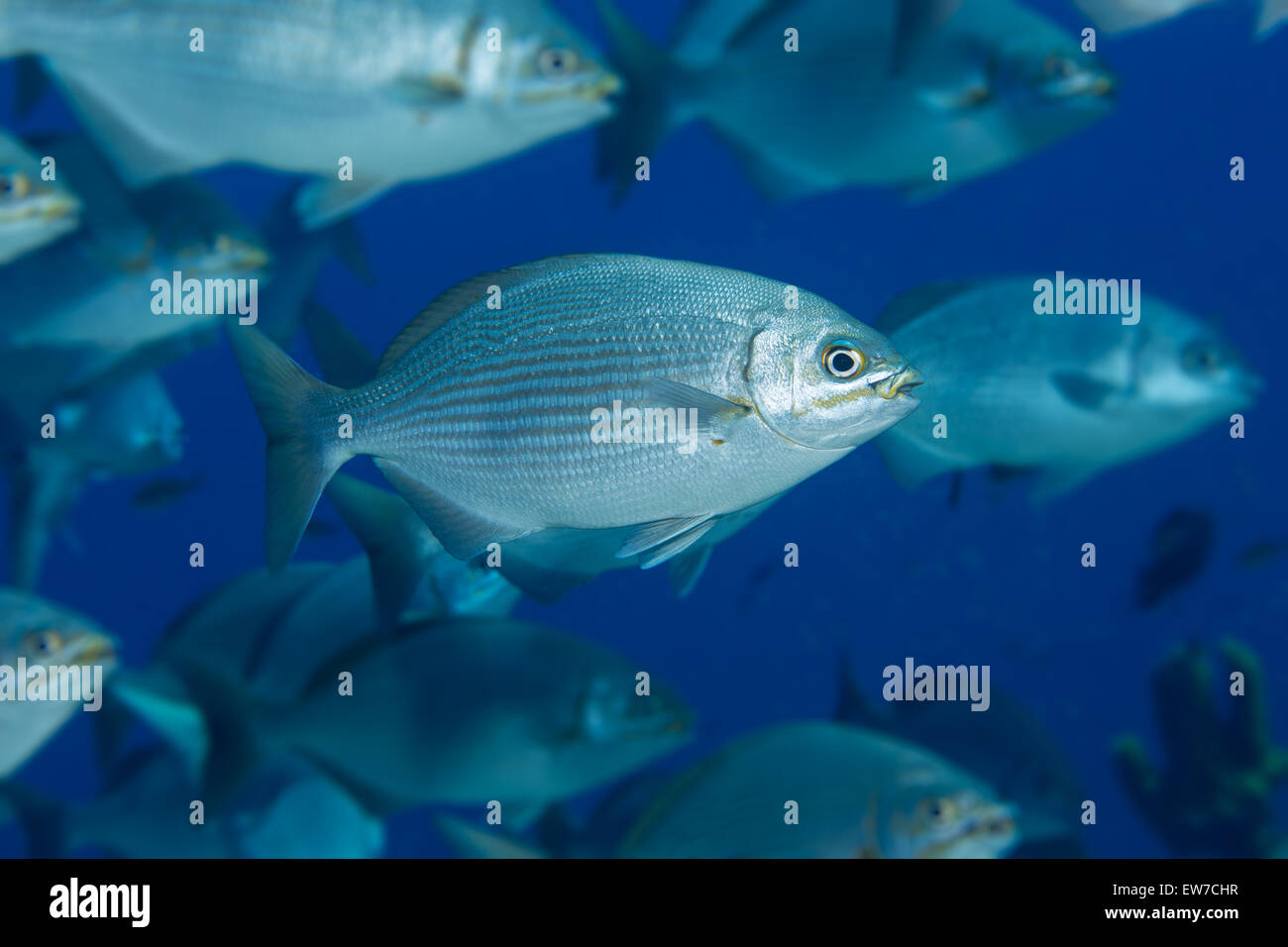 Schooling fish. Stock Photo