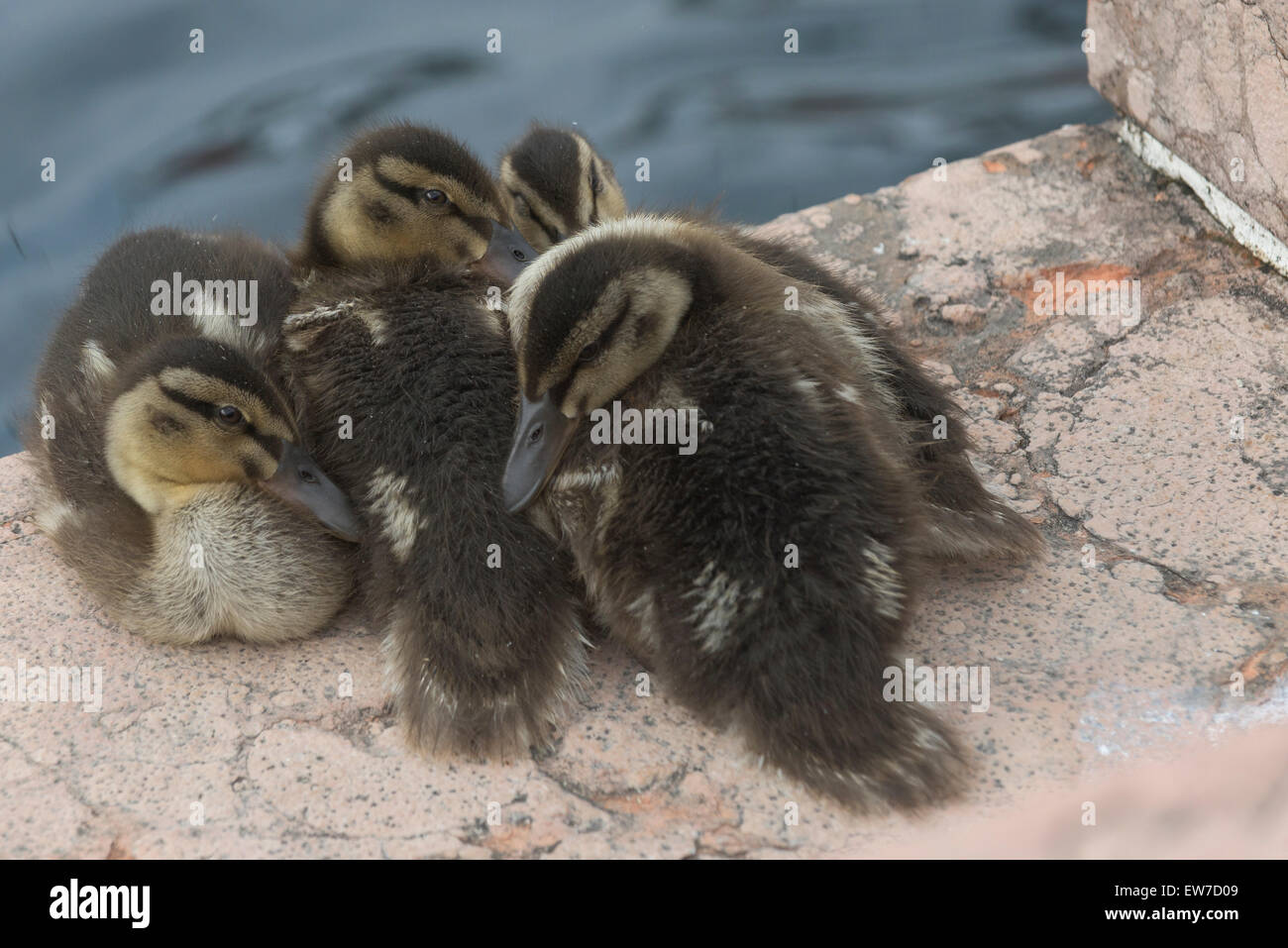 Stockente ,(Anas platyrhynchos),Mallard,chicks, Stock Photo
