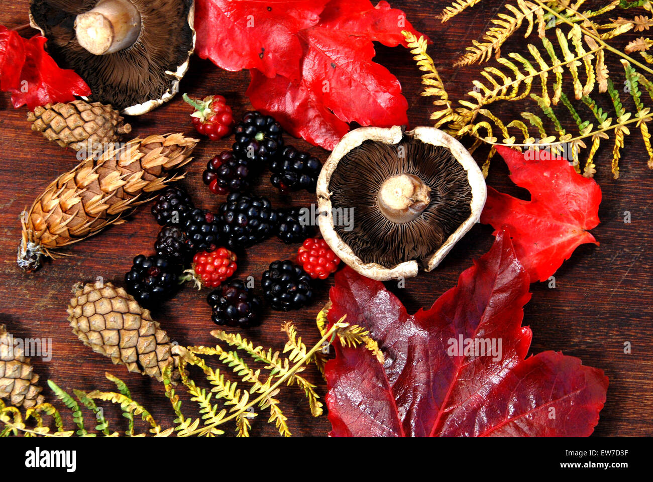 Autumn collection rich autumn colours,red leaves,blackberries,cones, mushrooms on a oak wood background. Stock Photo