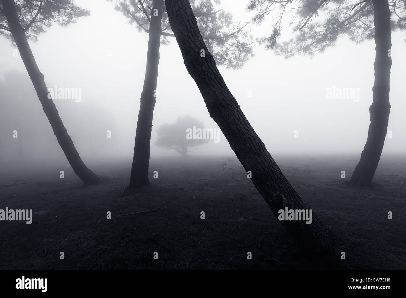 Fog silhouette hi-res stock photography and images - Alamy
