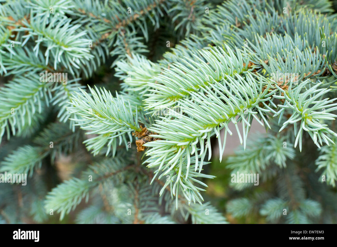 Closeup image of pine tree branch and green needles Stock Photo - Alamy