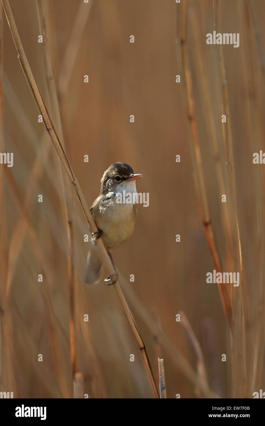 Reed Warbler (Acrocephalus scirpaceus) Stock Photo