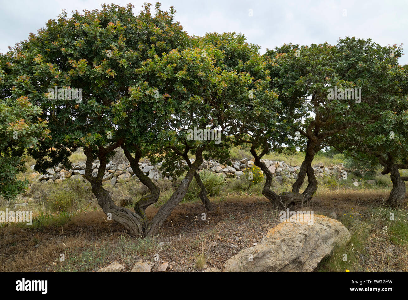 Mastic tree or Pistacia lentiscus growing on the island of Chios; Greece Stock Photo