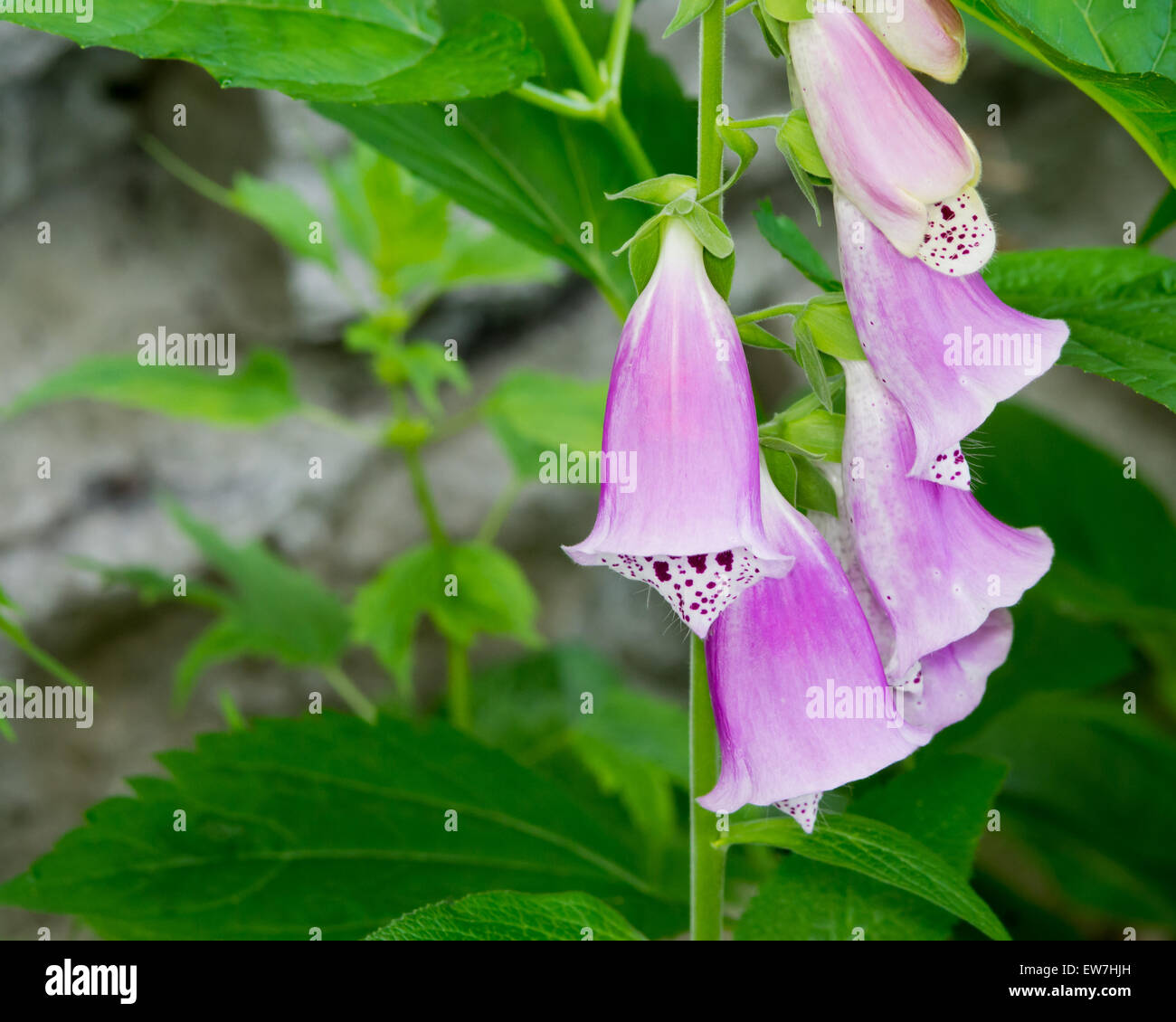 Purple Bell Flowers Foxglove blossoms in the summer. Stock Photo