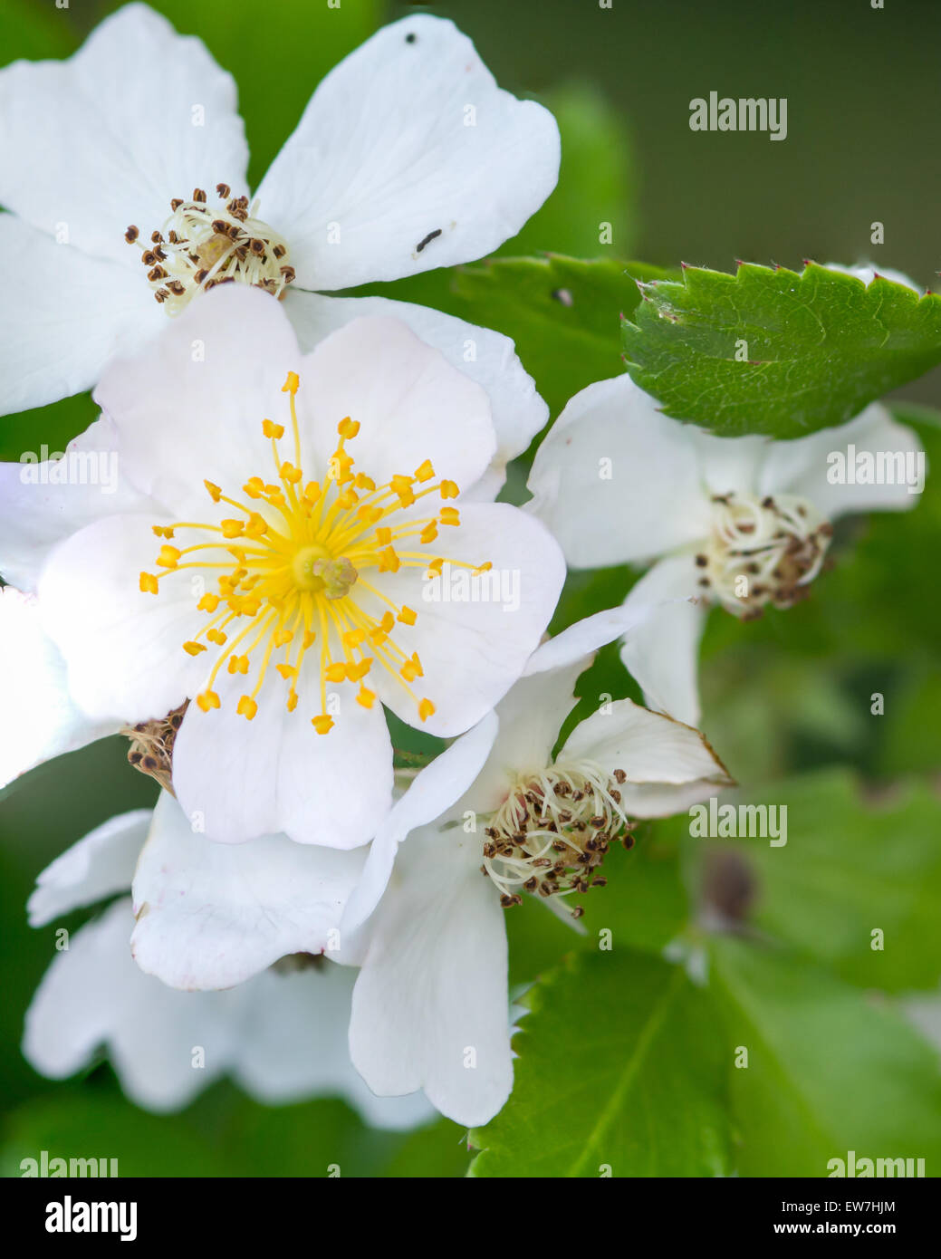 A macro closeup of a Raspberry Blossom in the spring Stock Photo Alamy