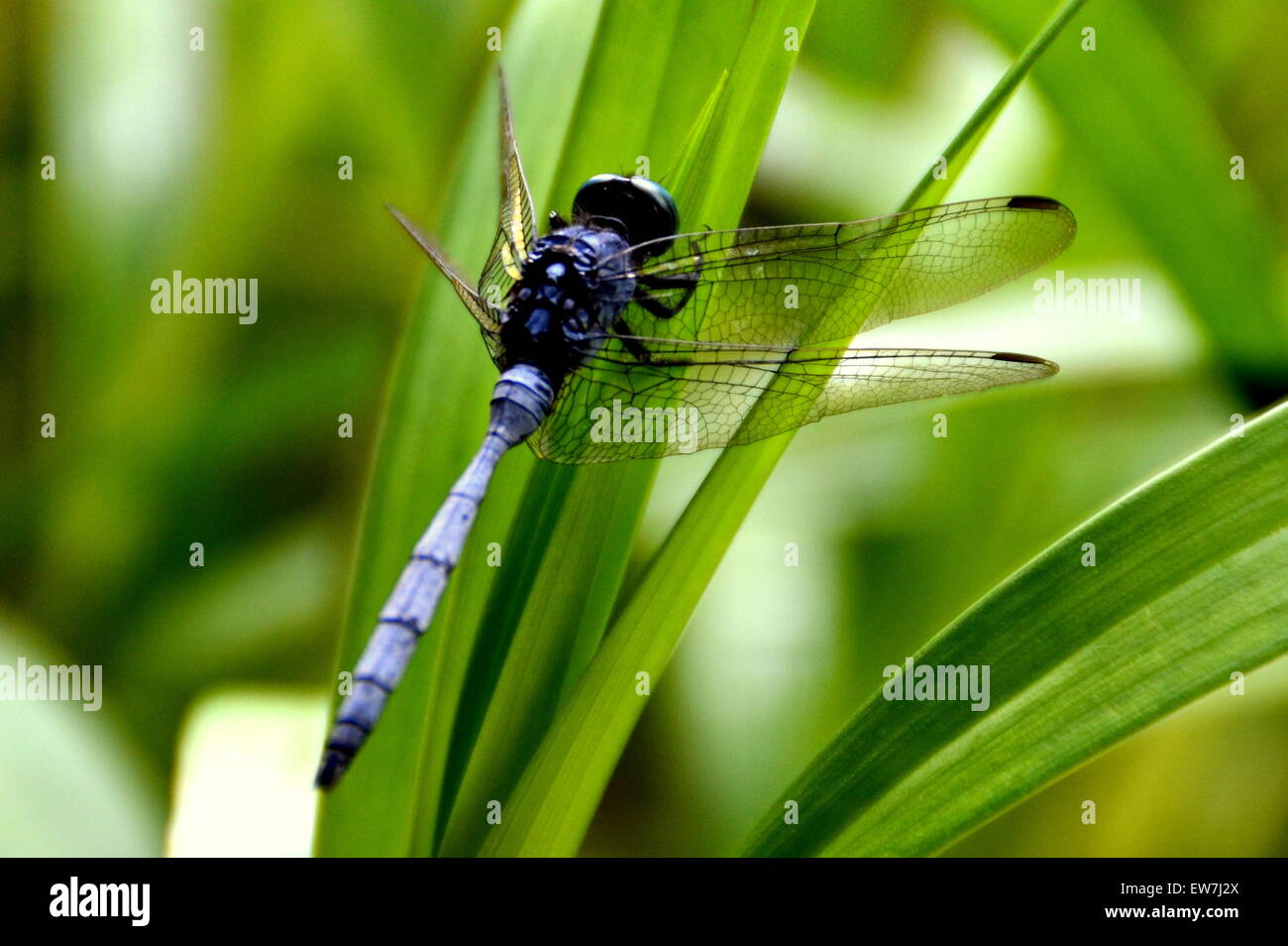 Dragonfly, wild nature, unusual dragonfly in Mauritius island Stock Photo